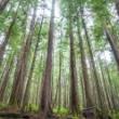 Workshops, March 21, 2023, 03/21/2023, EcoDharma Practice: Connecting to the Elements of Nature (online)