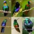 Talks, March 07, 2023, 03/07/2023, The Colorful World of Hummingbird Feathers (online)