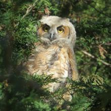 Talks, April 11, 2023, 04/11/2023, Wildlife Celebration