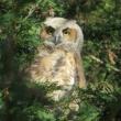 Talks, April 11, 2023, 04/11/2023, Wildlife Celebration