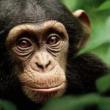 Films, April 21, 2023, 04/21/2023, Disneynature's Chimpanzee (2012): nature documentary with Tim Allen