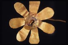 Lectures, May 10, 2023, 05/10/2023, In Search of Lost Time: Gold Jewelry in Minoan Crete