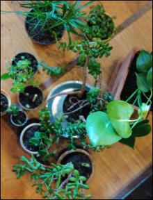 Others, April 28, 2023, 04/28/2023, Urban Greens Plant Exchange