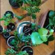 Others, April 28, 2023, 04/28/2023, Urban Greens Plant Exchange