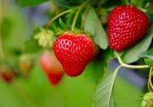 Festivals, April 22, 2023, 04/22/2023, Earth Day Berry Bash Celebration