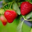 Festivals, April 22, 2023, 04/22/2023, Earth Day Berry Bash Celebration