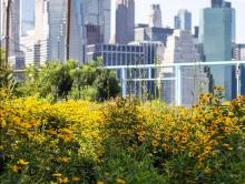 Park Walks, April 28, 2023, 04/28/2023, Horticulture Walk: The Flower Field and Dunes
