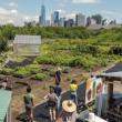 Tours, September 02, 2023, 09/02/2023, Urban Farm Tour
