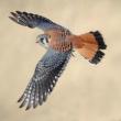 Birdwatchings, September 09, 2023, 09/09/2023, Island Bird Tour