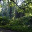 Hikes, June 17, 2023, 06/17/2023, Blue Trail-to-Deere Park Hike