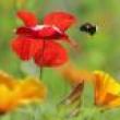 Park Walks, October 28, 2023, 10/28/2023, Pollinator Walk