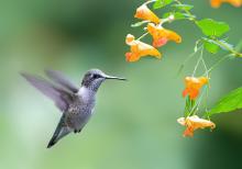 Birdwatchings, September 11, 2023, 09/11/2023, Monday Evening Fall Birding
