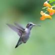 Birdwatchings, October 09, 2023, 10/09/2023, Monday Evening Fall Birding