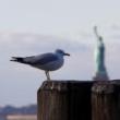Birdwatchings, October 11, 2023, 10/11/2023, Birding at the Battery
