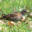 Park Walks, October 19, 2023, 10/19/2023, Wildlife Outing in the Park