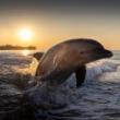 Workshops, September 13, 2023, 09/13/2023, Photo Hacks to Improve Your Nature Photography (online)