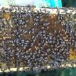 Talks, September 18, 2023, 09/18/2023, Meet the Beekeeper