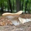 Hikes, September 09, 2023, 09/09/2023, Fantastic Fungi Hike