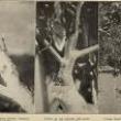 Lectures, October 10, 2023, 10/10/2023, Arboreal Media: Trees as History (online)