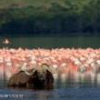 Slide Lectures, October 10, 2023, 10/10/2023, African Safari Wildlife Photography (online)