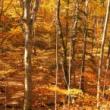 Workshops, November 01, 2023, 11/01/2023, Park Fall Foliage Photowalk