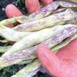 Workshops, October 14, 2023, 10/14/2023, Farming 101: Seed Saving