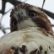 Birdwatchings, October 14, 2023, 10/14/2023, Fall Bird Tour