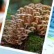 Lectures, November 15, 2023, 11/15/2023, How to Identify a Mushroom