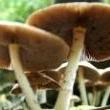 Park Walks, November 18, 2023, 11/18/2023, Autumn Mushroom Walk