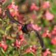 Workshops, November 30, 2023, 11/30/2023, Photography: The Backyard Birder (online)