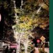 Festivals, December 08, 2023, 12/08/2023, Bloomingdale Bright Lights Tree Lighting