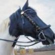 Talks, February 24, 2024, 02/24/2024, Horse of Course! with NYC Parks Mounted Unit
