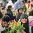 Festivals, April 07, 2024, 04/07/2024, Tulip Day