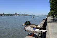 Birdwatchings, May 10, 2024, 05/10/2024, Summer on the Hudson Birding