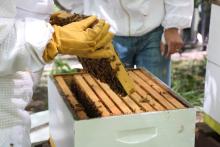 Workshops, April 19, 2024, 04/19/2024, Beekeeping Class