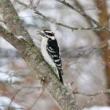 Birdwatchings, March 08, 2025, 03/08/2025, Winter Birding