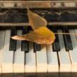 Concerts, April 08, 2025, 04/08/2025, Piano Works by Poulenc and More (In Person AND Online!)