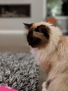 Festivals, November 21, 2025, 11/21/2025, Celebrate NYC's Famous Bodega Cats