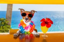 Festivals, July 11, 2026, 07/11/2026, Andrew Rannells Hosts Pet Adoption Event with Broadway Stars