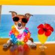 Festivals, July 11, 2026, 07/11/2026, Andrew Rannells Hosts Pet Adoption Event with Broadway Stars