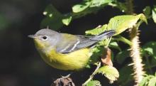 Birdwatchings, April 07, 2025, 04/07/2025, NYS Birding Trail