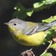 Birdwatchings, April 21, 2025, 04/21/2025, NYS Birding Trail