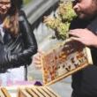 Talks, April 17, 2025, 04/17/2025, Meet the Beekeeper