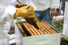 Lessons, May 16, 2025, 05/16/2025, Learn about the Art of Beekeeping with the NYC Beekeepers Association