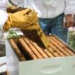 Lessons, May 16, 2025, 05/16/2025, Learn about the Art of Beekeeping with the NYC Beekeepers Association