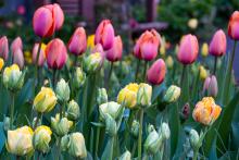 Festivals, April 27, 2025, 04/27/2025, Tulip Festival in Community Garden
