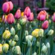Festivals, April 27, 2025, 04/27/2025, Tulip Festival in Community Garden