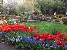 Festivals, April 20, 2025, 04/20/2025, Tulip Festival in Community Garden