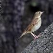 Birdwatchings, April 30, 2025, 04/30/2025, Guided Bird Walk in the Park