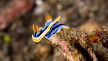 Talks, May 07, 2025, 05/07/2025, Learn about the Wild World of Sea Slugs & Their Toxic Defenses